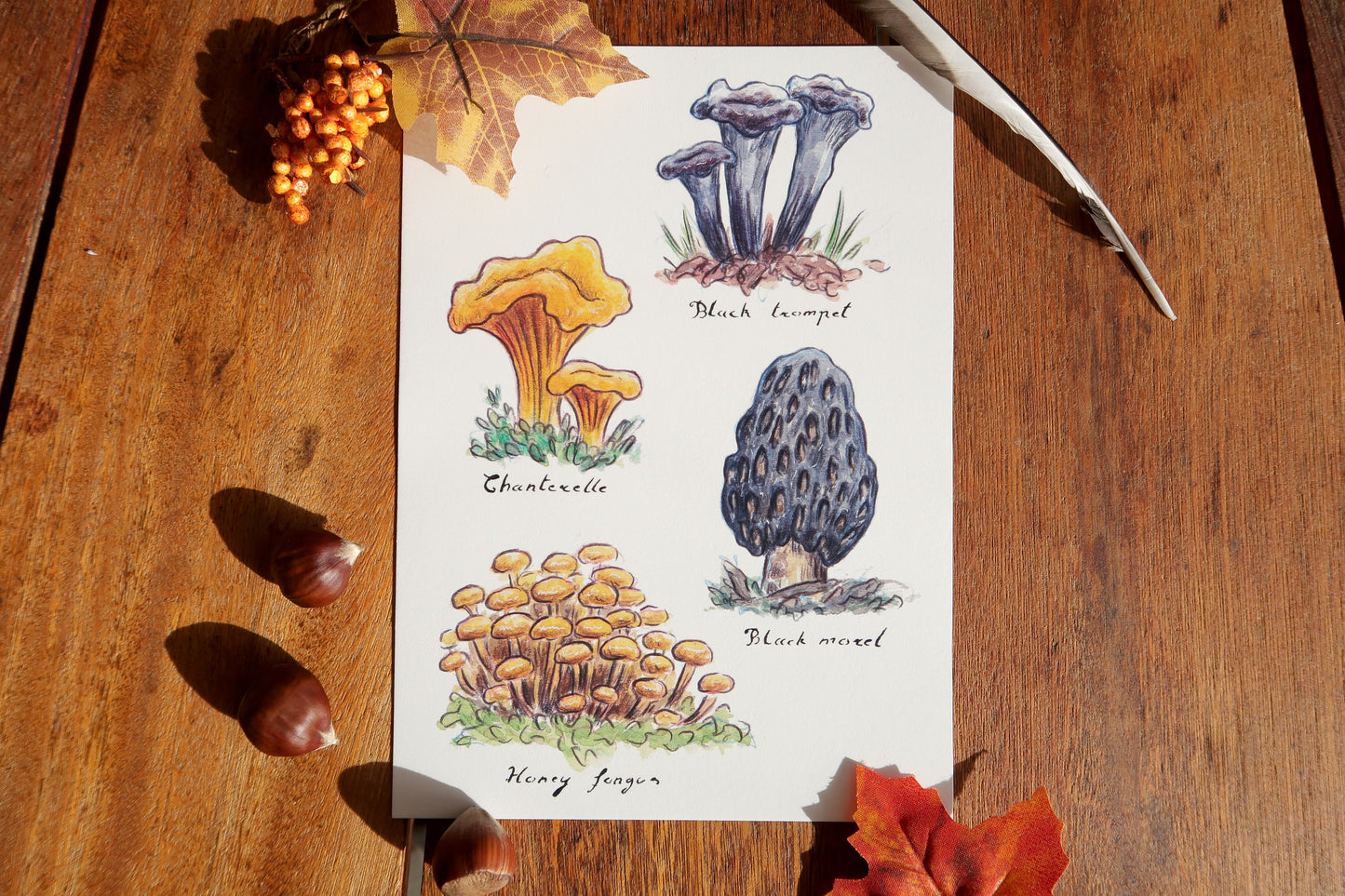 Edible mushrooms -A5 print