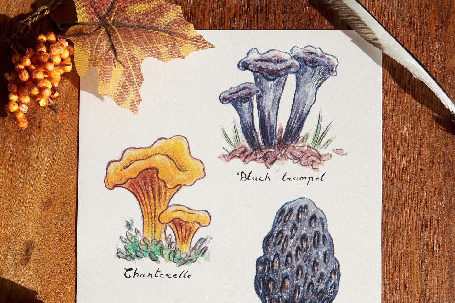 Edible mushrooms -A5 print